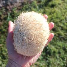 Lion’s Mane Mushrooms: Benefits, Uses, and Buying Guide